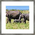 African Elephants,  Masai Mara , Kenya #1 Framed Print