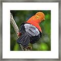Andean Cock Of The Rock Las Hermosas Chaparral Tolima Colombia #1 Framed Print