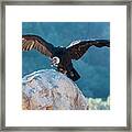 Andean Condor's Wingspread, Measures #1 Framed Print