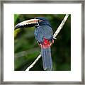 Aracari #1 Framed Print