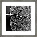Aspen Leaf Veins #1 Framed Print