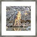 At The Water Hole ... Framed Print