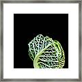 Baby Green Cabbage #1 Framed Print