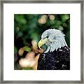 Bald Eagle Portrait #1 Framed Print