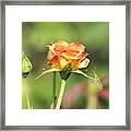 Beautiful Rose #1 Framed Print