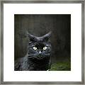 Black Cat Portrait #1 Framed Print