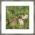 Black-tailed Prairie Dog  #1 Framed Print
