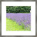 Blue Lavender #1 Framed Print