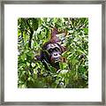 Bornean Orangutan #1 Framed Print
