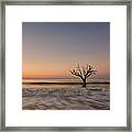 Botany Bay Tree #1 Framed Print