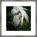 Breeding Plumage And Color #1 Framed Print