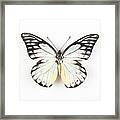 Butterfly Isolated On White #1 Framed Print