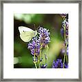 Butterfly Framed Print