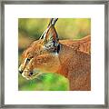 Caracal Side View #1 Framed Print