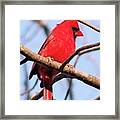 Cardinal In Winter Framed Print