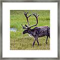 Caribou Buck #1 Framed Print
