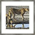 Cheetahs #1 Framed Print