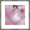 Cherry Blossom, Close-up #1 Framed Print