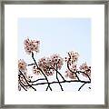 Cherry Blossom On Branch #1 Framed Print