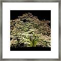 Cherry Blossoms At Night #1 Framed Print