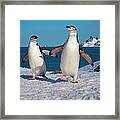 Chinstrap Penguins, Half Moon Island #1 Framed Print