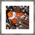 Clownfish #1 Framed Print