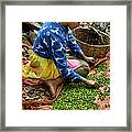 Coffee Picker, El Salvador #1 Framed Print