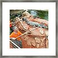 Collecting Eggs From Nile Crocodiles Framed Print