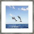 Common Bottlenose Dolphins Tursiops #1 Framed Print