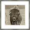 Cowbird Landing On Bison #1 Framed Print