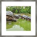 Creep Of Indefatigable Island Tortoises #1 Framed Print
