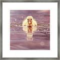 Cute Overload Series - Yellow Duckling Ii Framed Print