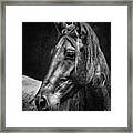 Dark Horse #1 Framed Print
