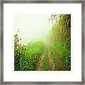 Dirt Road Leading Through Foggy Forest #1 Framed Print