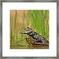 Dwarf Crocodile #1 Framed Print