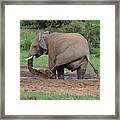 Elephant Water Play #1 Framed Print