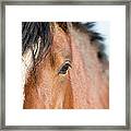 Equine Beauty #1 Framed Print