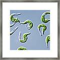 Euglena Mutabilis Protists #1 Framed Print