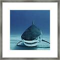 Face To Face #1 Framed Print