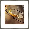 Nature Photography - Fall Leaves Framed Print