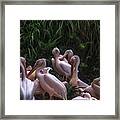 Family Meeting Framed Print