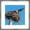 Feathering The Nest Framed Print