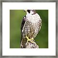 Female Peregrine Falcon #1 Framed Print