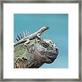 Galapagos Lava Lizard And Marine Iguana #1 Framed Print