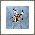 Garden Spider #1 Framed Print