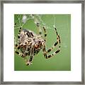 Garden Spider #1 Framed Print