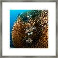 Glass And Lion Fish #1 Framed Print