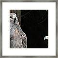 Golden Eagles #1 Framed Print