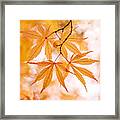 Golden Fall #1 Framed Print