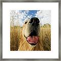 Golden Retriever Close #1 Framed Print